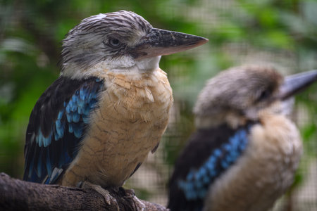 Australian Blue Kookaburra (Dacelo novaeguineae)の写真素材