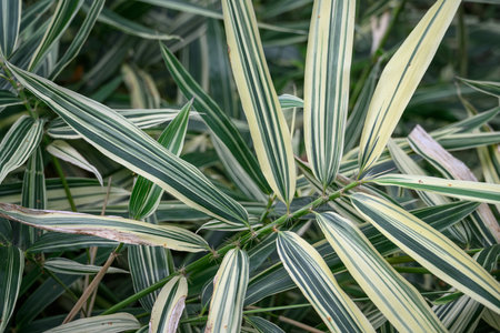 Closeup of the leaves of a plant in the botanical gardenの写真素材