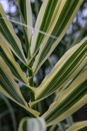 Close up of the leaves of a sugar cane plant in the gardenの写真素材