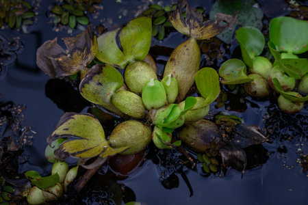 Tokozelka is a puffy floating water plant.の写真素材