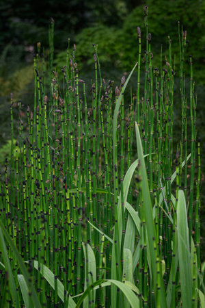 Horsetail and its green stem with flower.の写真素材