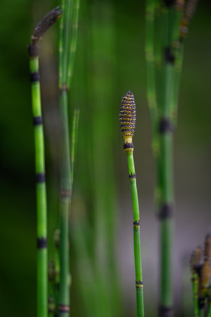 Horsetail and its green stem with flower.の写真素材