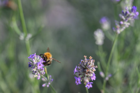 Bee on lavender flower in the garden. Selective focus.