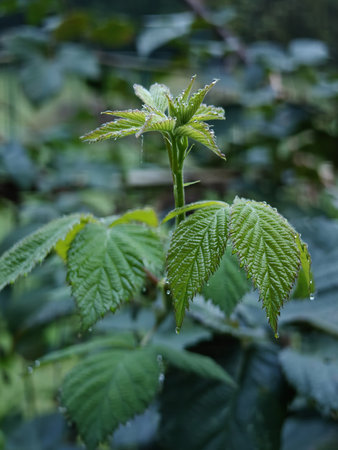 Drops of morning dew on green blackberry leaves.
