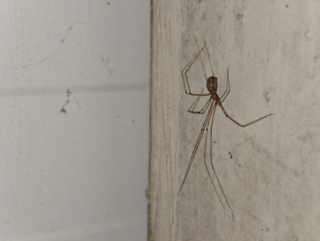 Legged spider on the wall in the interior.