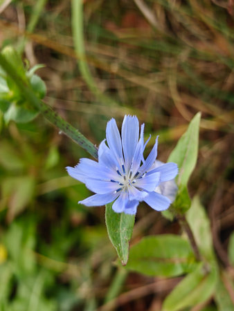 Blue chicory flower in nature.の写真素材