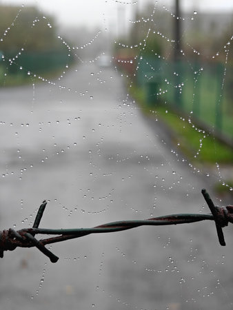Spider web with dew drops outside.の写真素材