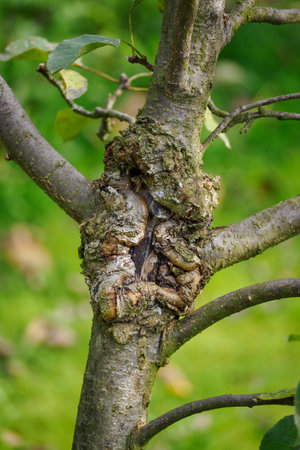 Detail of damage to the trunk of an apple tree.