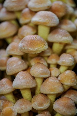 A woody mushroom with caps growing in a clump.