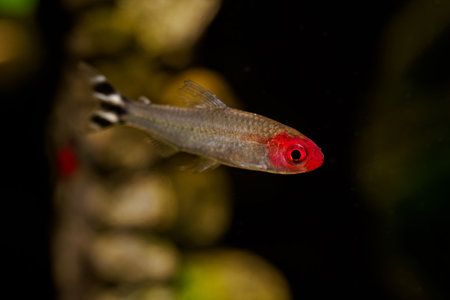 Red-mouthed or red-headed tetra fish under the surface.
