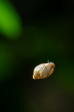 Small water snail crawling.の写真素材