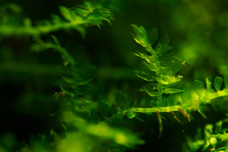 Green moss in the forest. Selective focus. Shallow depth of field.の写真素材
