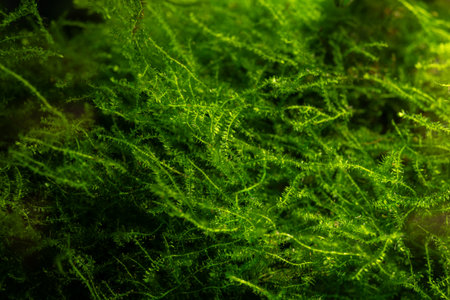 Close up of green moss in the forest. Shallow depth of field.