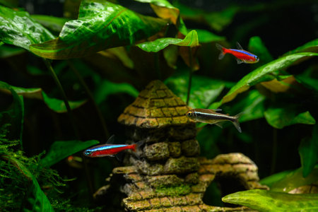 Neon black and red under the surface.の写真素材
