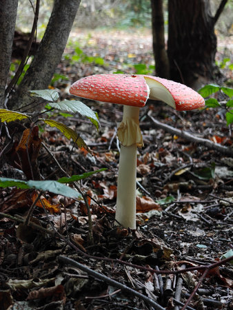Amanita muscaria, Fly Agaric in the forest