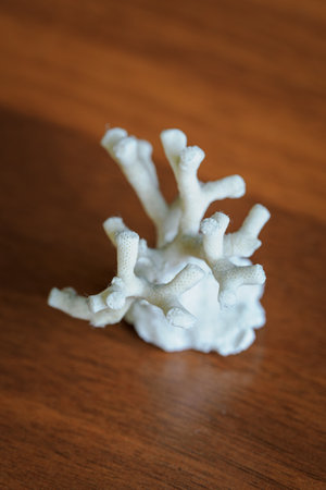 White coral on wooden background. Close up. Selective focus.の写真素材