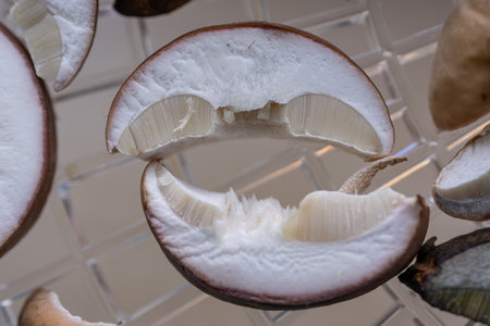Sliced ââmushrooms in a dryer.の写真素材