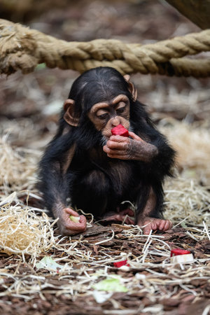 Baby chimpanzee eating.の写真素材