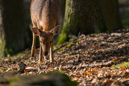 A doe is looking for food outside in the forest.の写真素材