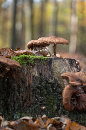 Old mushrooms growing on a tree stump.の写真素材