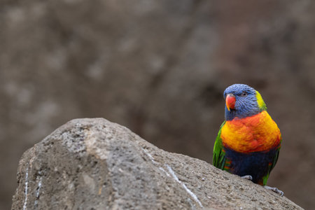 Rainbow Lorikeet sitting on a rock in the zoo.