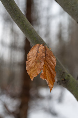 Dry beech leaf on a branch in winter.