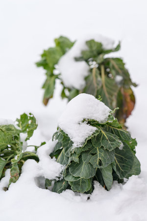 Brussels sprouts in winter and snow.の写真素材