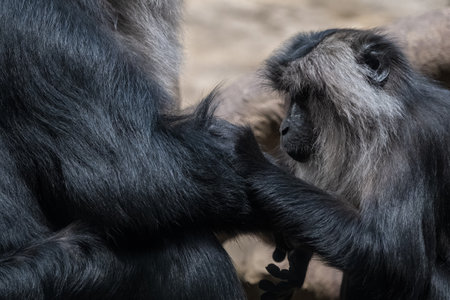 A macaque monkey checks the fur of another.の写真素材