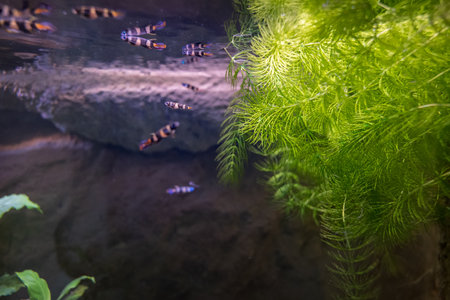 Beautiful green hedgehog plants in an aquarium.