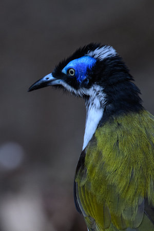 Blue-crested Bulbul (Pycnonotus javanicus)の写真素材