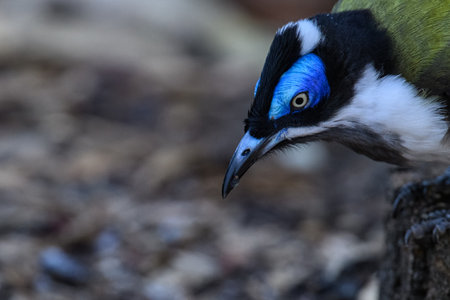 Portrait of a Blue-crested Bulbul in nature