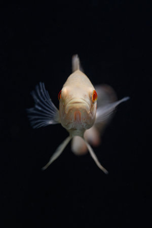 Close up of a fish on a black background