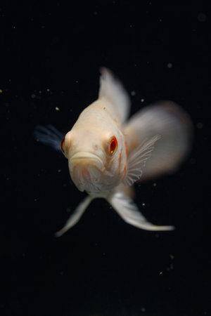 goldfish isolated on black background.