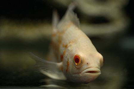 Peacock toothed fish albino form in detail.の写真素材