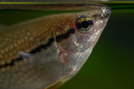 Fish under the surface of the nacre.の写真素材