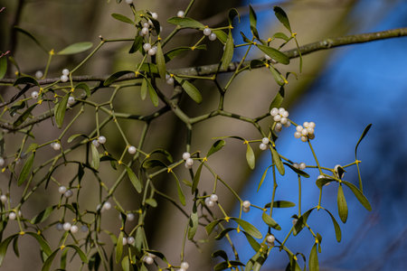 Mistletoe, Viscum album, is a species of flowering plant in the family Viscaceae.の写真素材