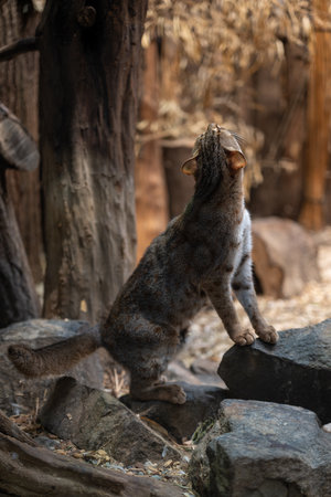 A Ceylon cat bred in captivity in an enclosure.の写真素材