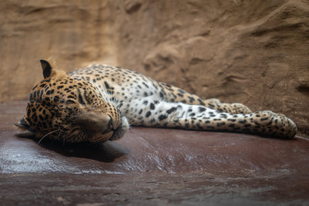 A resting captive Sri Lankan leopard.の写真素材