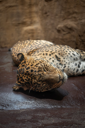 A resting captive Sri Lankan leopard.の写真素材