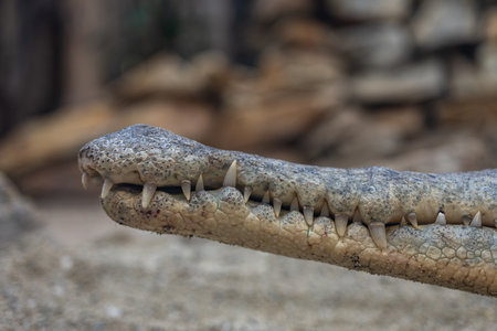 Detail of the jaw of a saltwater crocodile.の写真素材