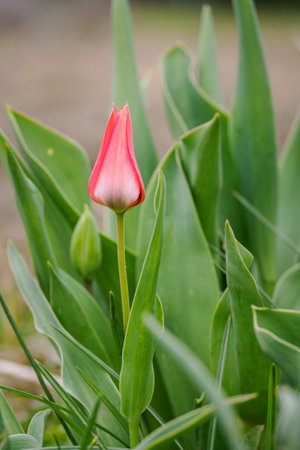 Red closed tulip flower outdoors.
