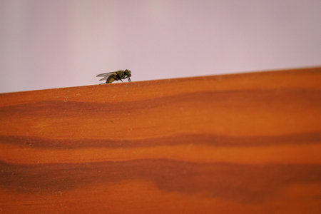 A close up of a fly on a wooden surface, with copy space.の写真素材