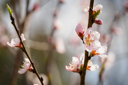 Peach blossom in spring, close-up of pink flowersの写真素材