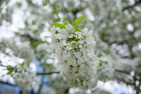 Beautiful white cherry blossoms on a branch.