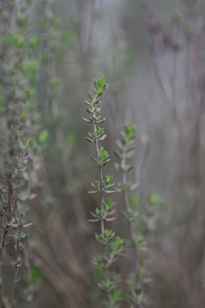 Detail of common thyme herb.