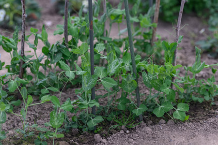 Young growing green peas near the sticks.