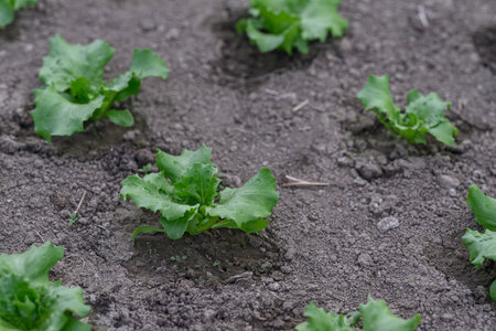 Lettuce seedlings growing in the field on a spring day