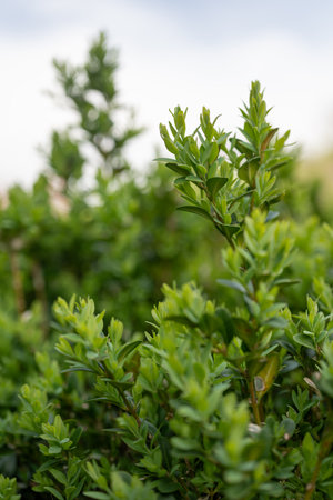 Green bush with green leaves in the garden. Shallow depth of field