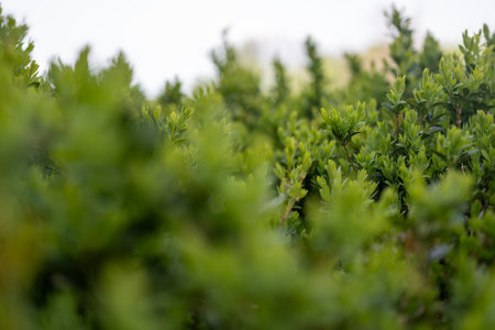 Closeup of green hedge with selective focus. Shallow depth of field.の写真素材