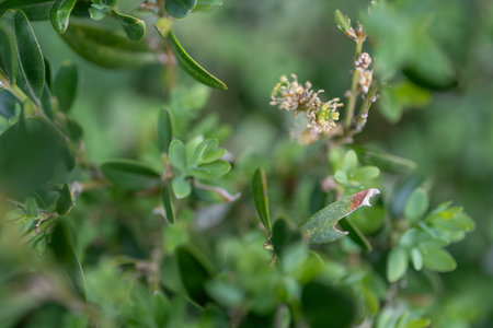 Green leaves of a bush with small buds and small flowers in springの写真素材
